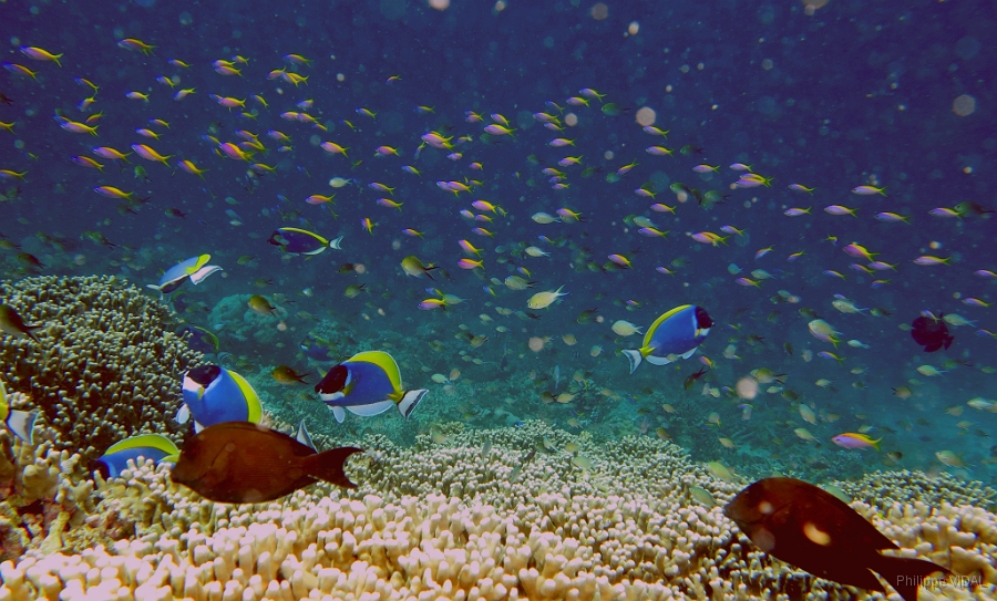 IMG_0183rc_Maldives_Madoogali_House reef_Barbiers.jpg